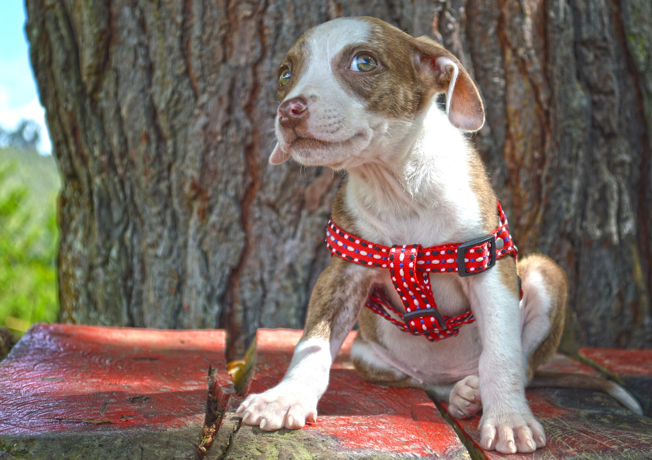 puppy cachorra dog free photo