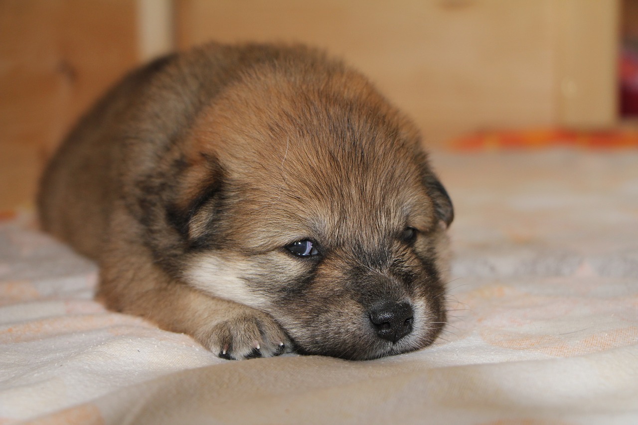 puppy eurasians dog free photo