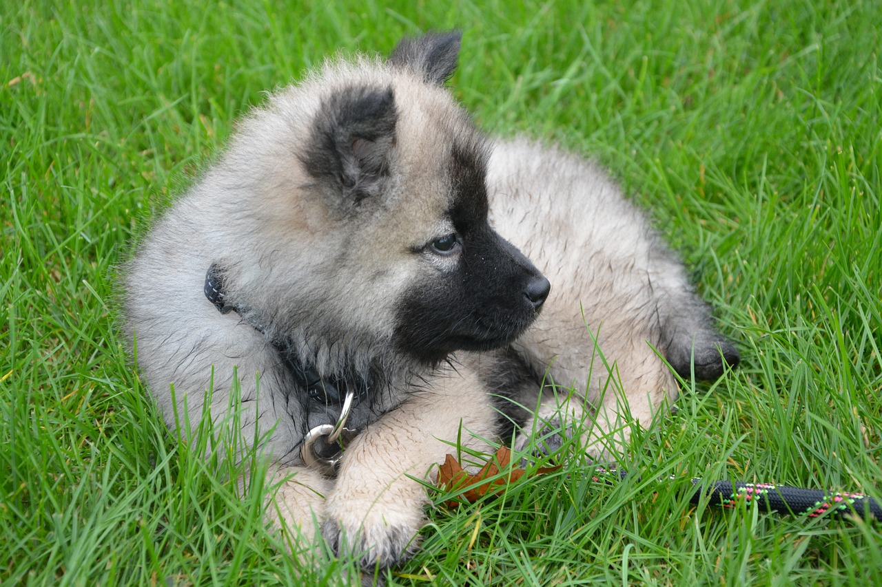puppy young dog lie down grass free photo
