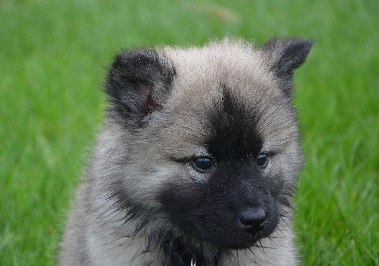 puppy eurasier head free photo