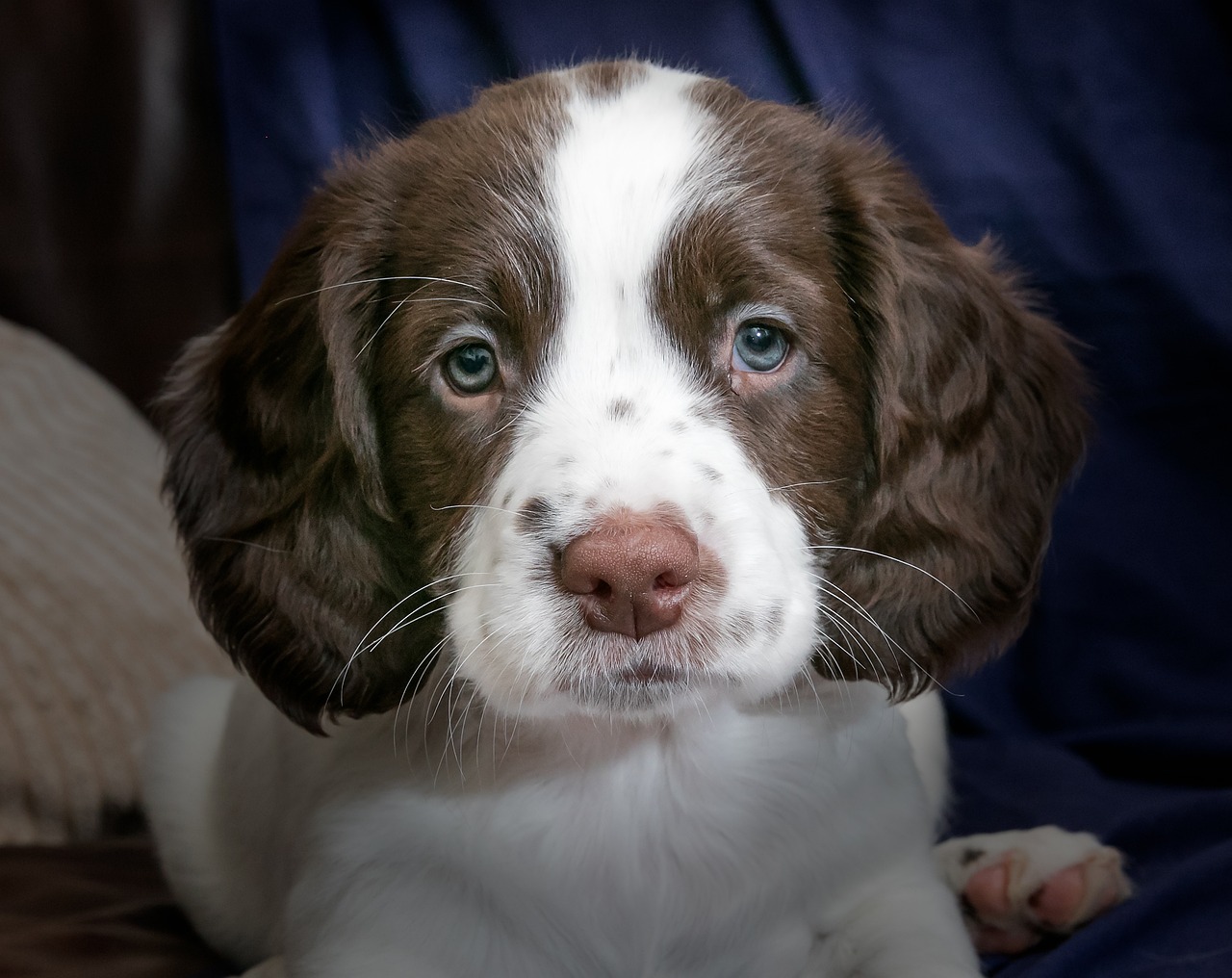 puppy spaniel dog free photo