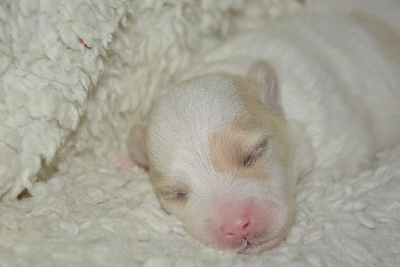 puppy new-born cotton tulear free photo