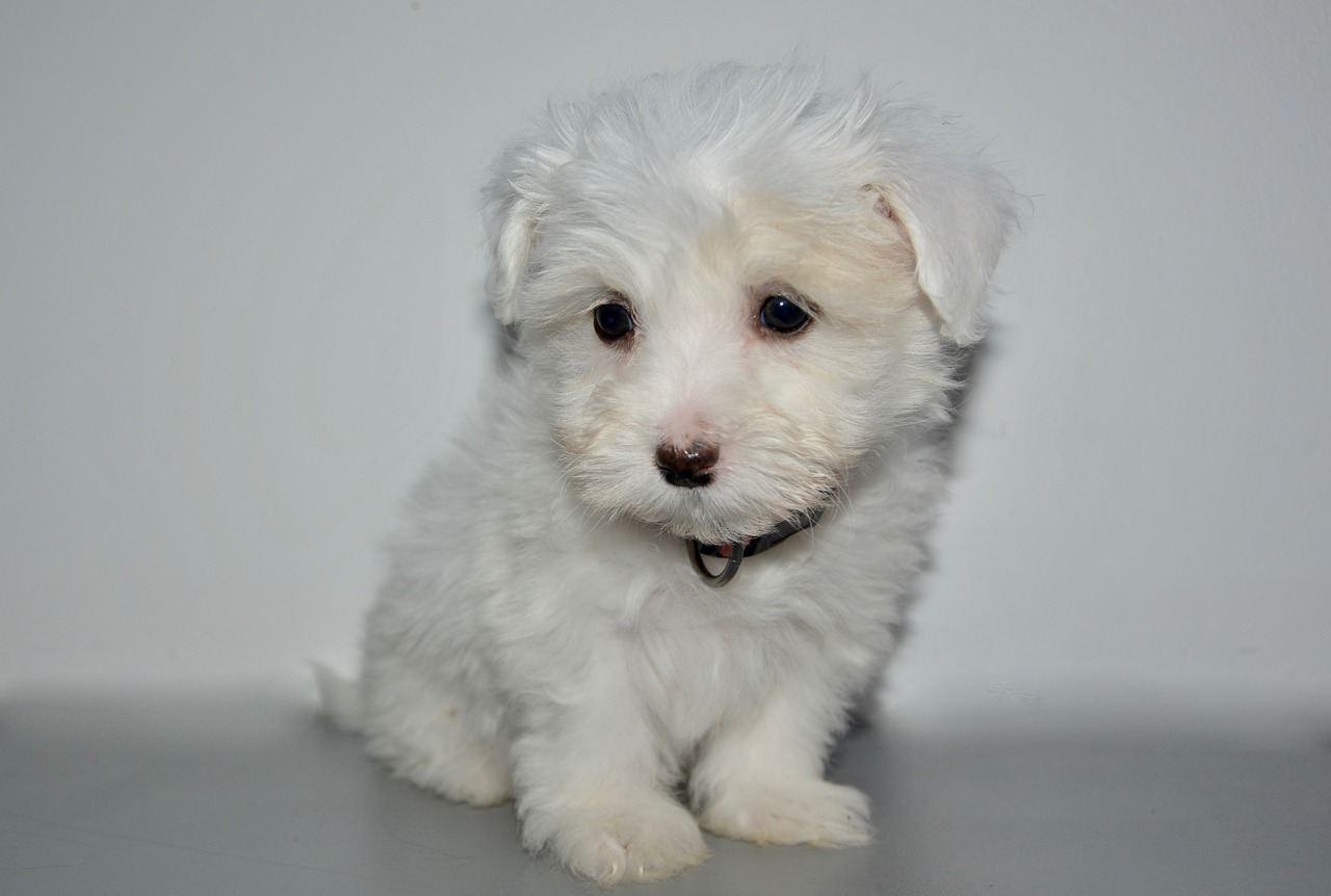 puppy young dog coton tulear bitch olla free photo