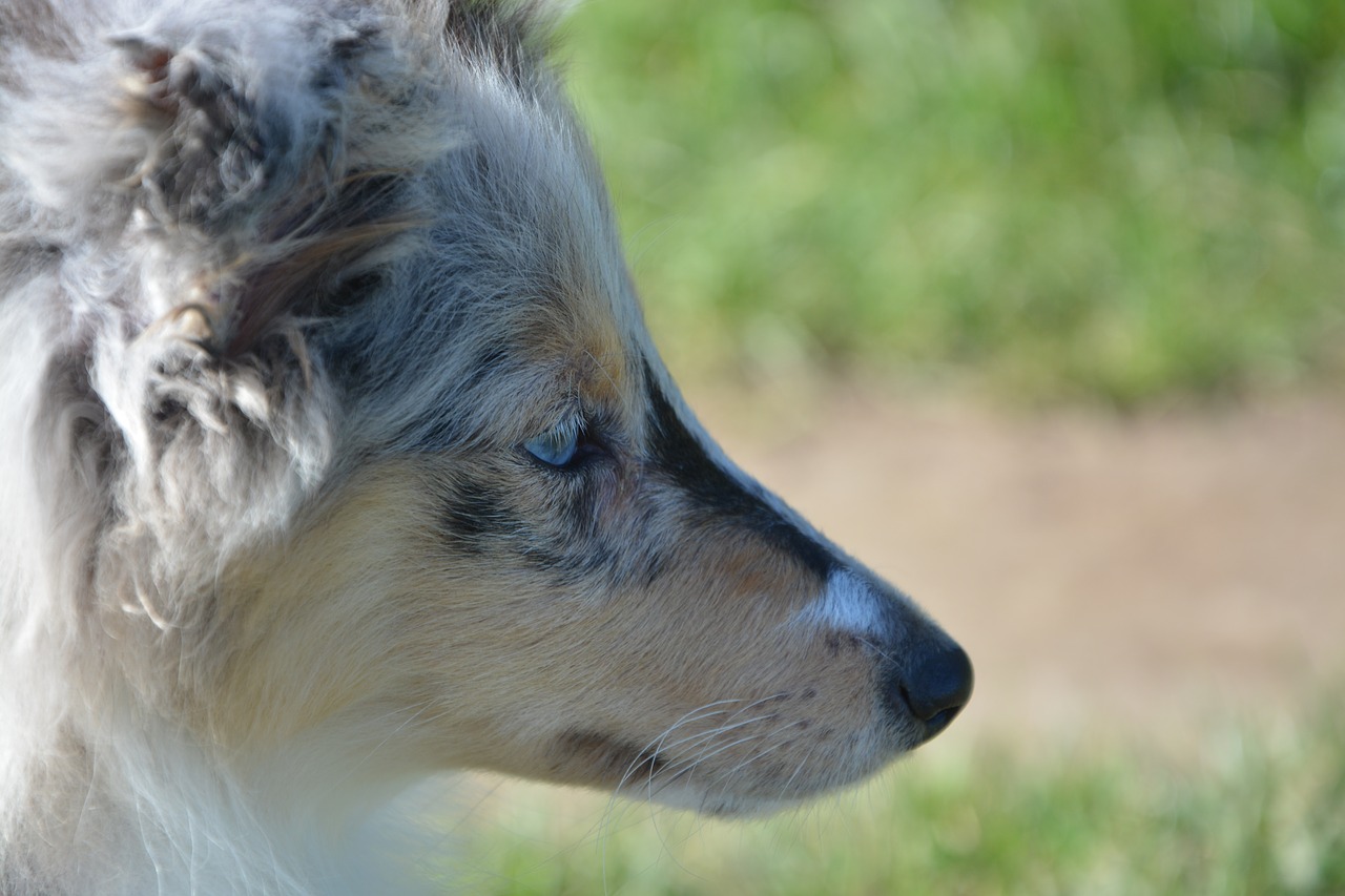 puppy dog head profile free photo