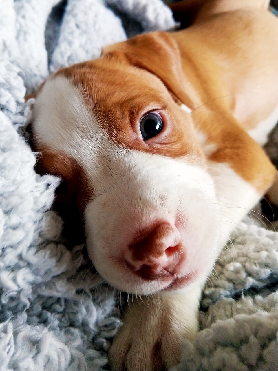 puppy pitt bull border collie free photo