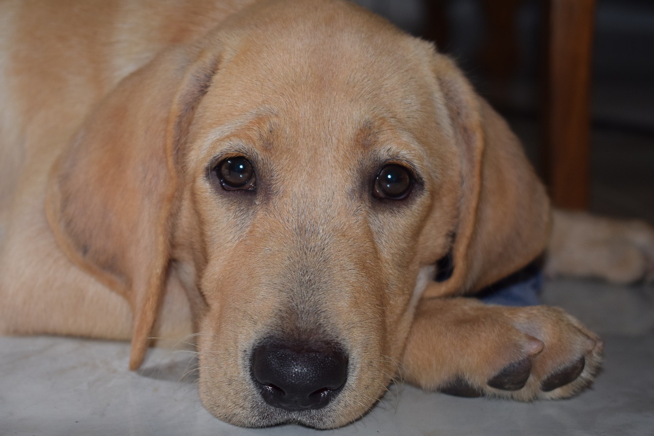 puppy  dog  labrador free photo