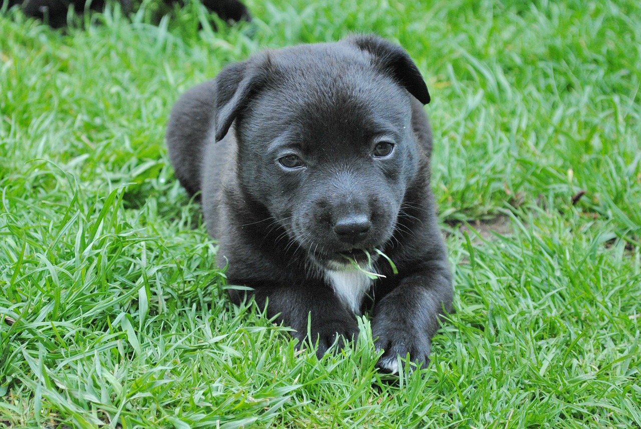 puppy young dog dog free photo