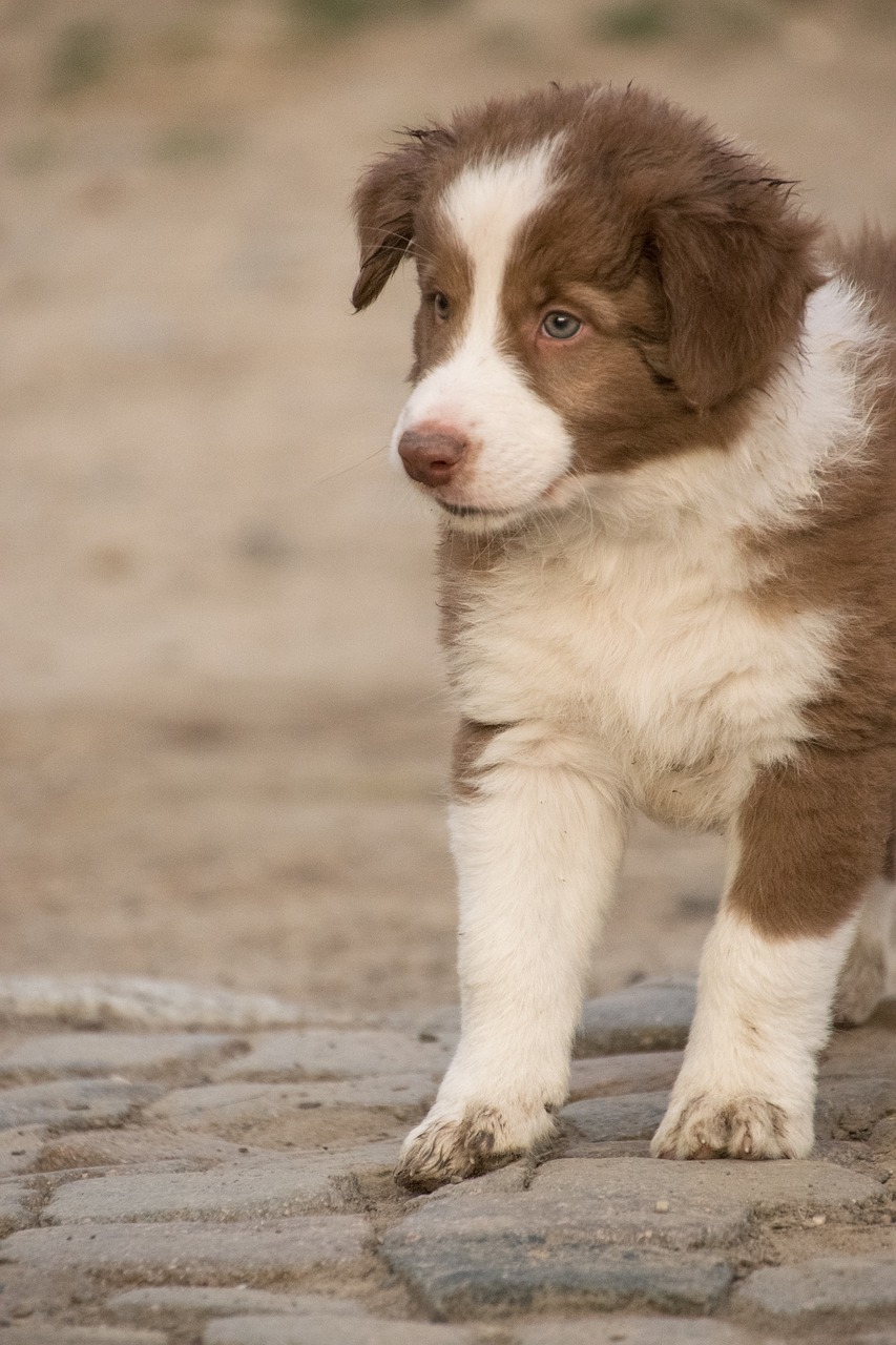 puppy  border collie  spotted free photo