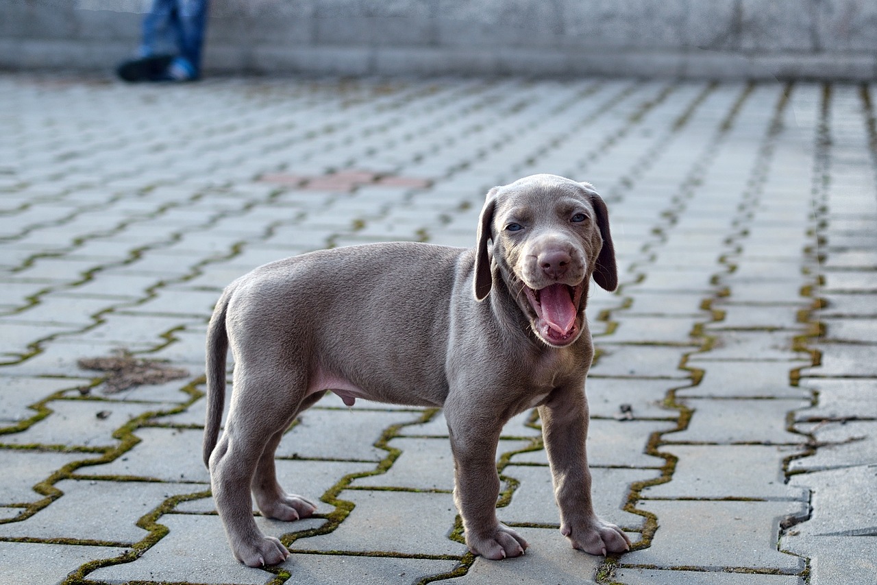 puppy  weimaraner  dog free photo