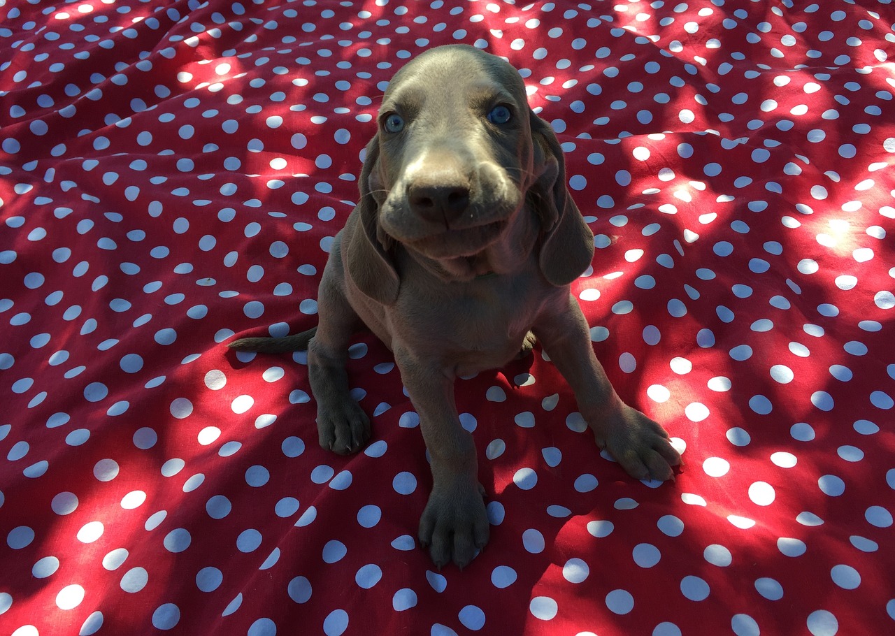 puppy  weimaraner  cute free photo