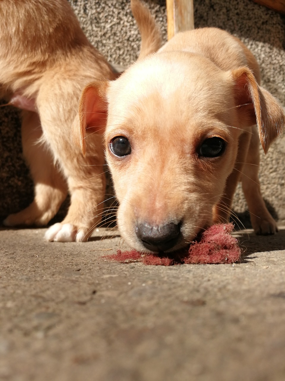 puppy  dog  playing free photo