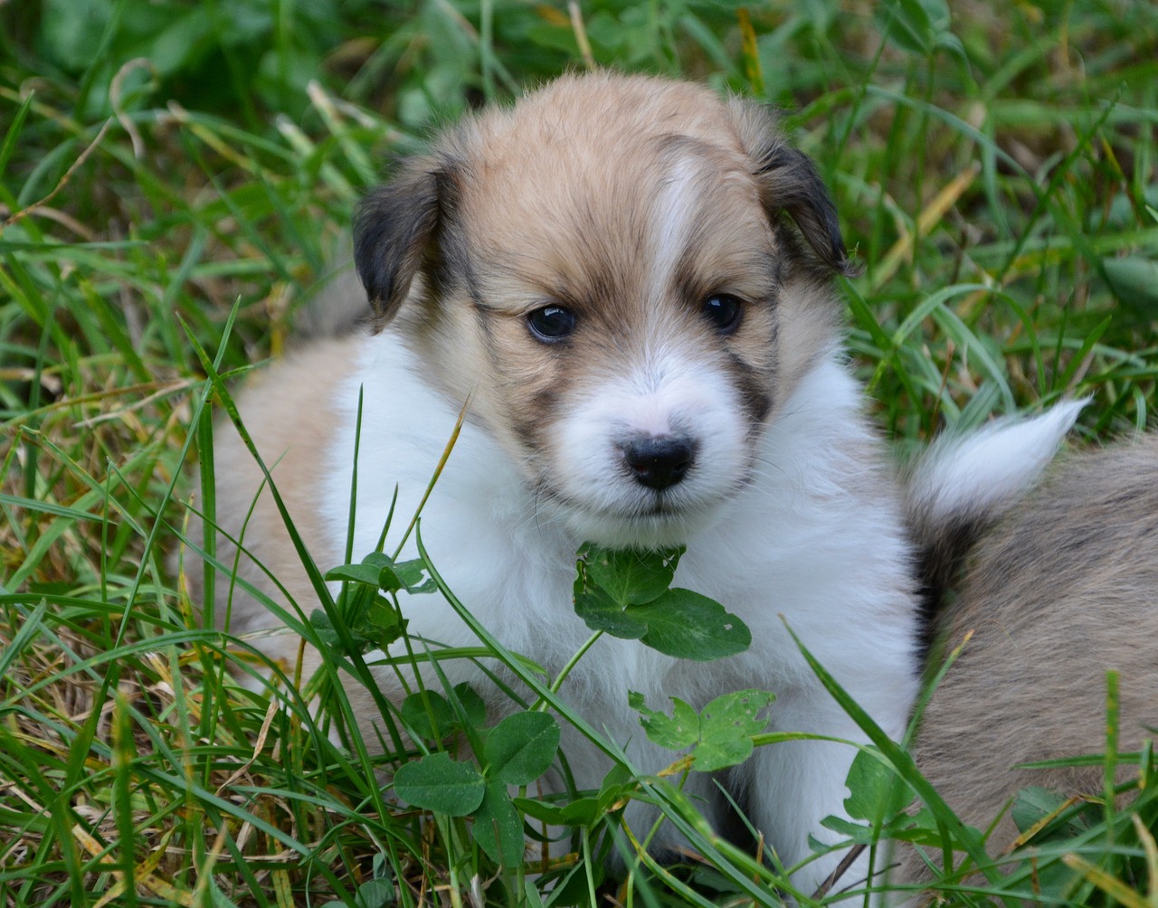 puppy  pup  cute free photo