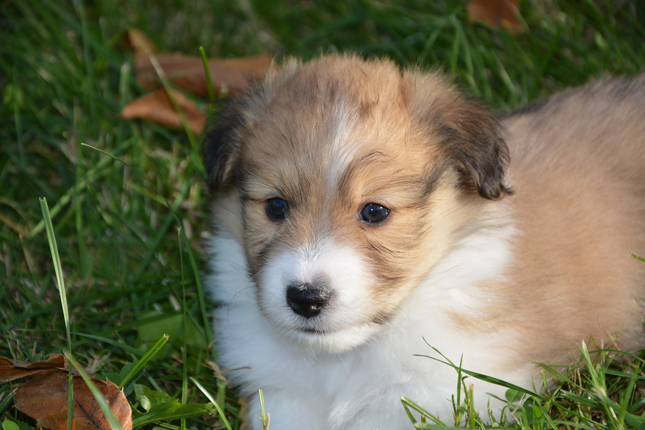 puppy  pup  puppies colour fawn with black overlay free photo