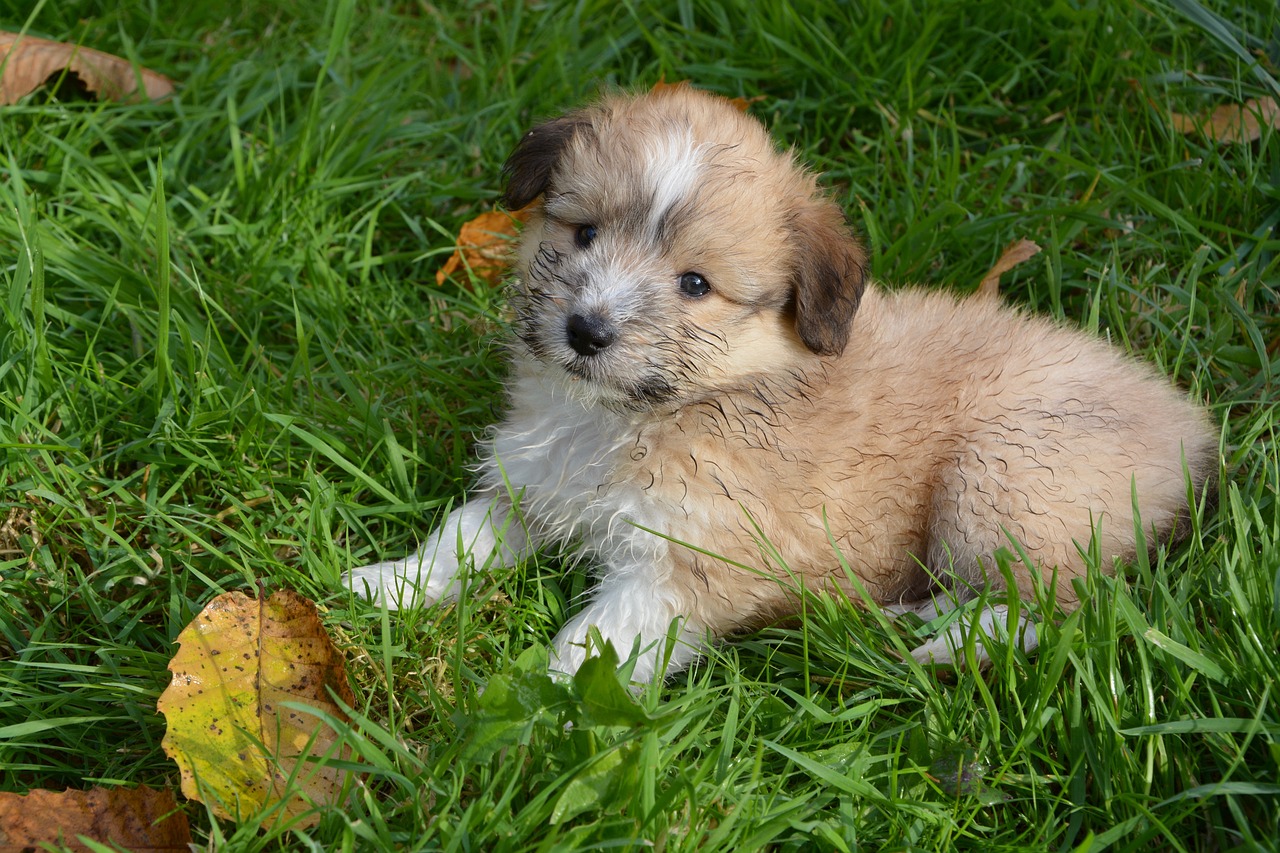puppy  dog young dog  dogs free photo