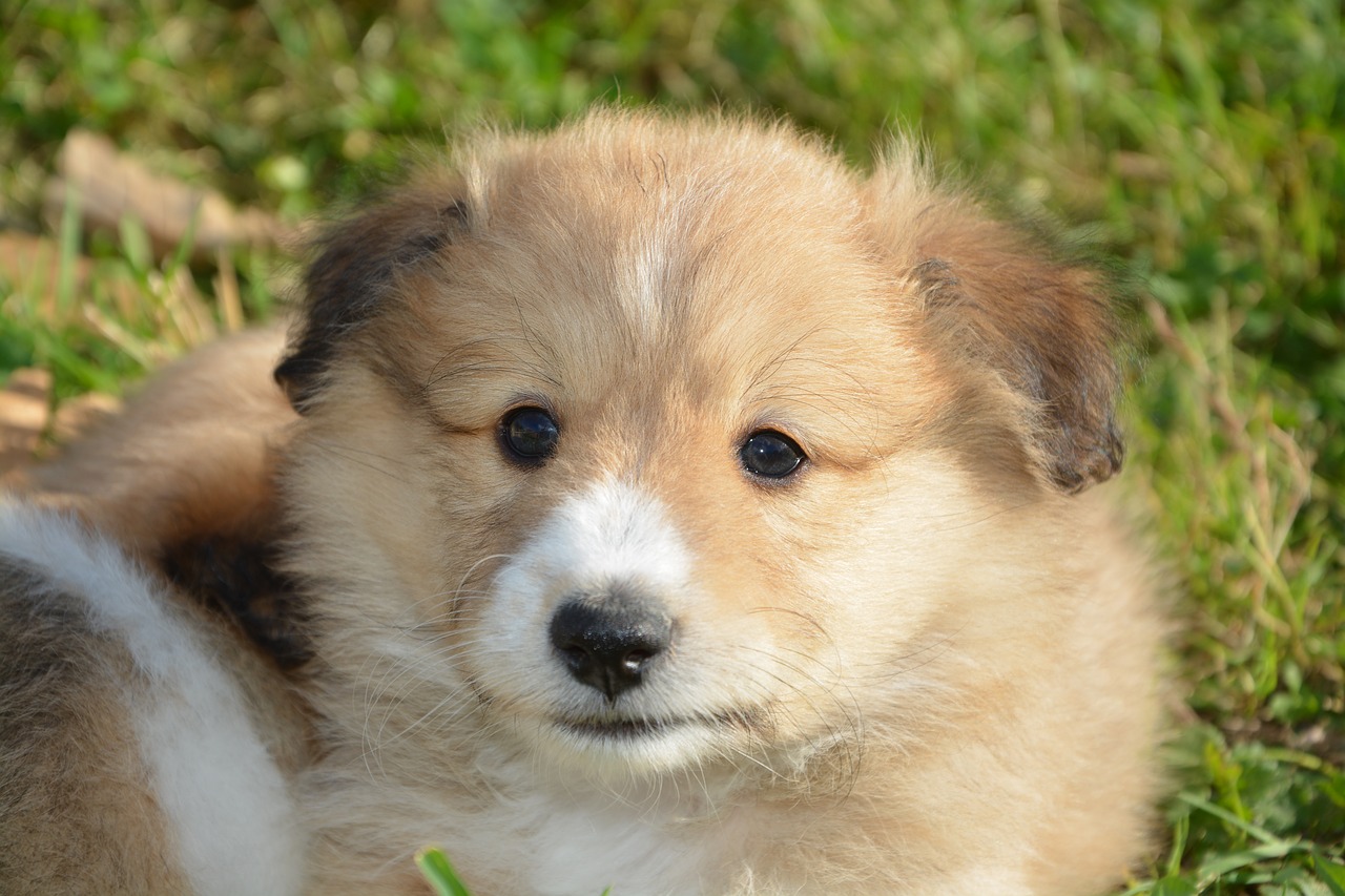 puppy  pup  puppies colour fawn with black overlay free photo