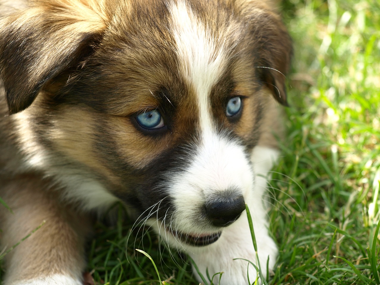 puppy blue eye hybrid free photo