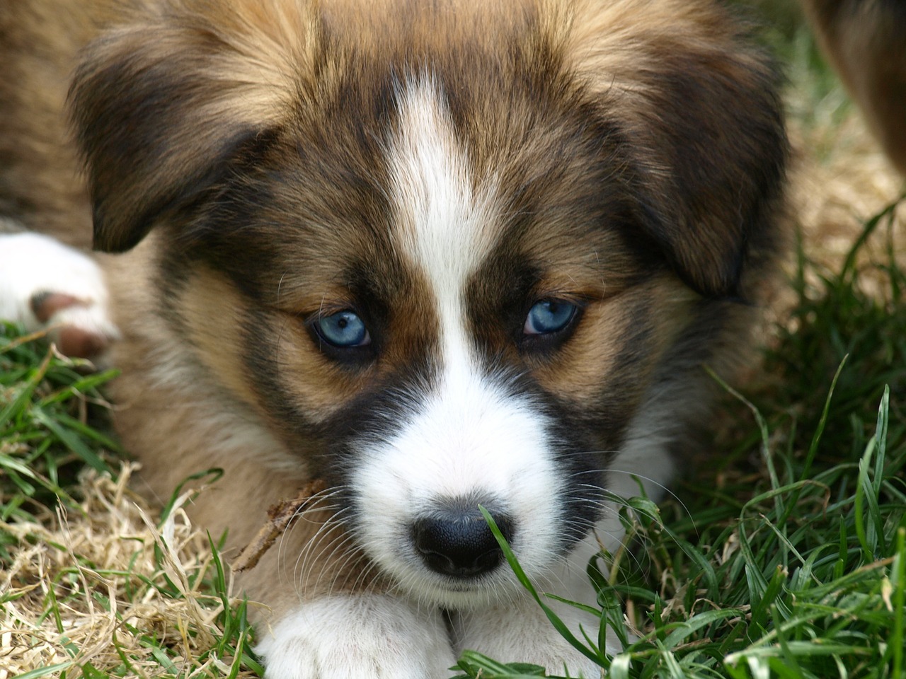 puppy blue eye hybrid free photo