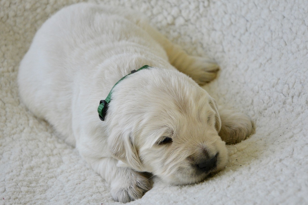 puppy  golden retriever puppy  puppy female grey free photo