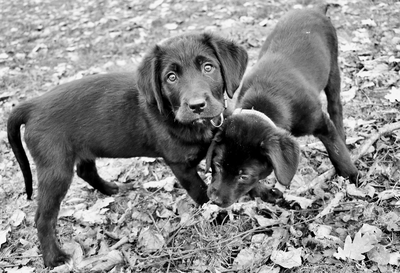 puppy  labrador  retriever free photo