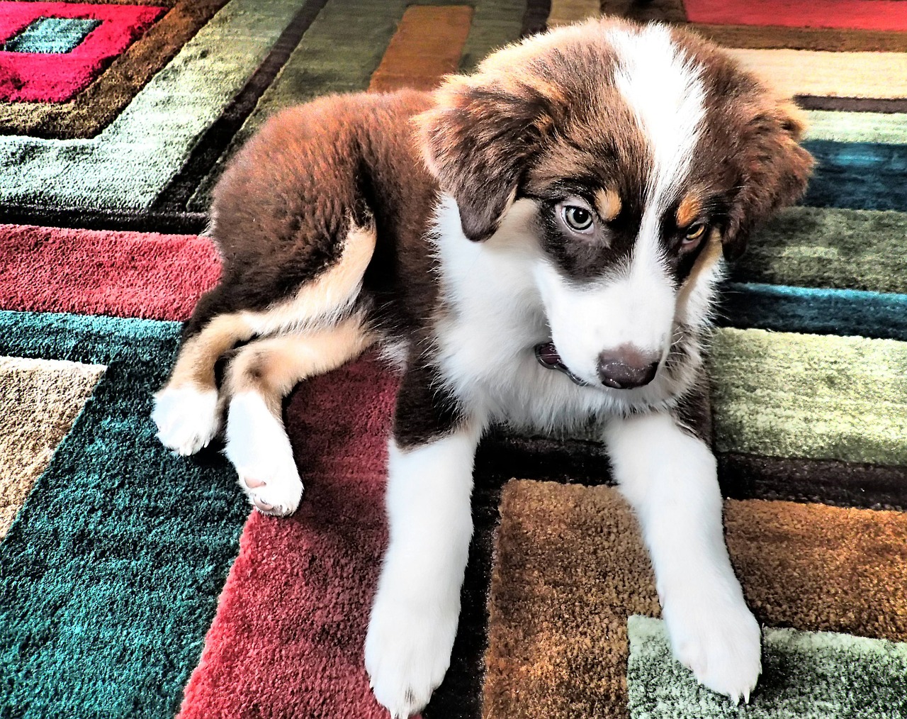 puppy aussie austrailian shepard free photo