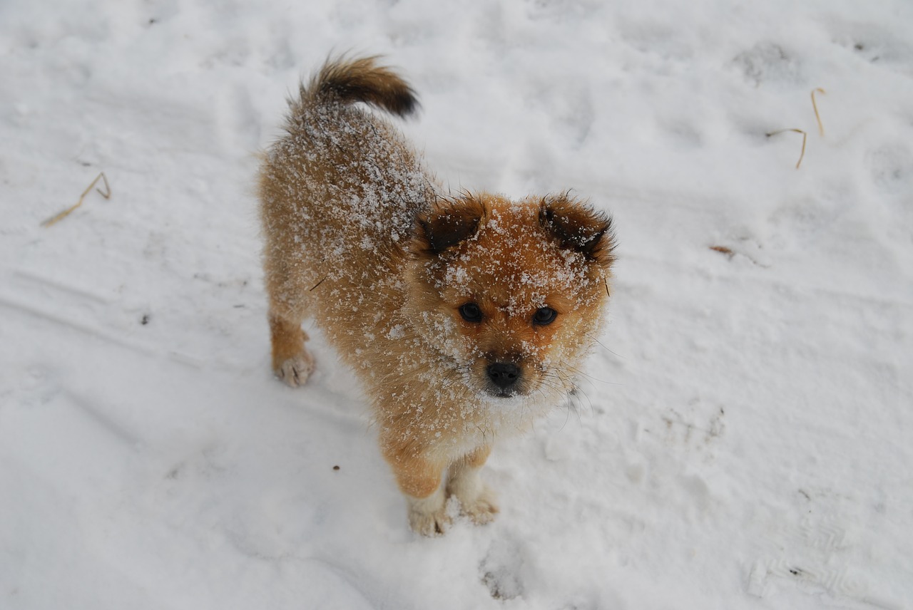 puppy  winter  snow free photo
