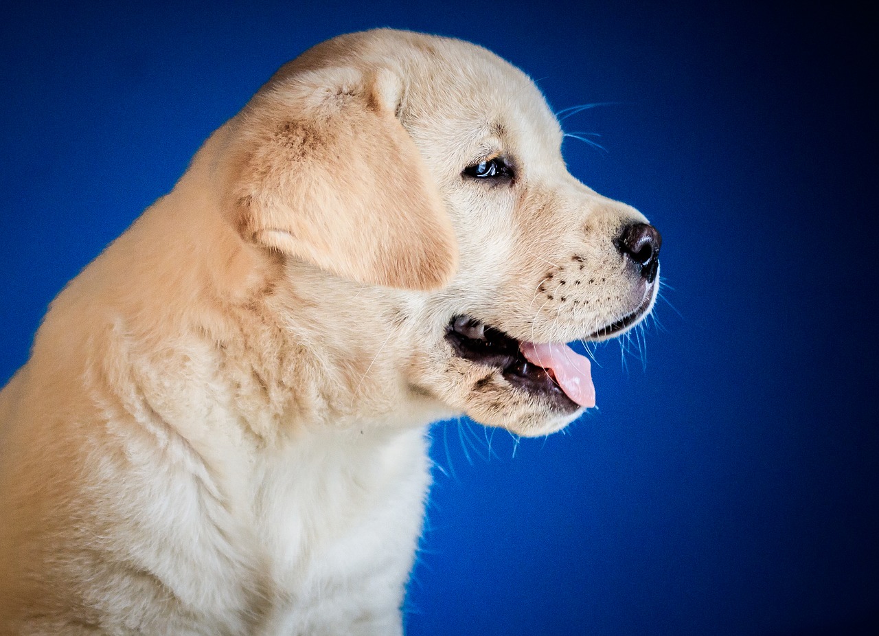 puppy  labrador  retriever free photo