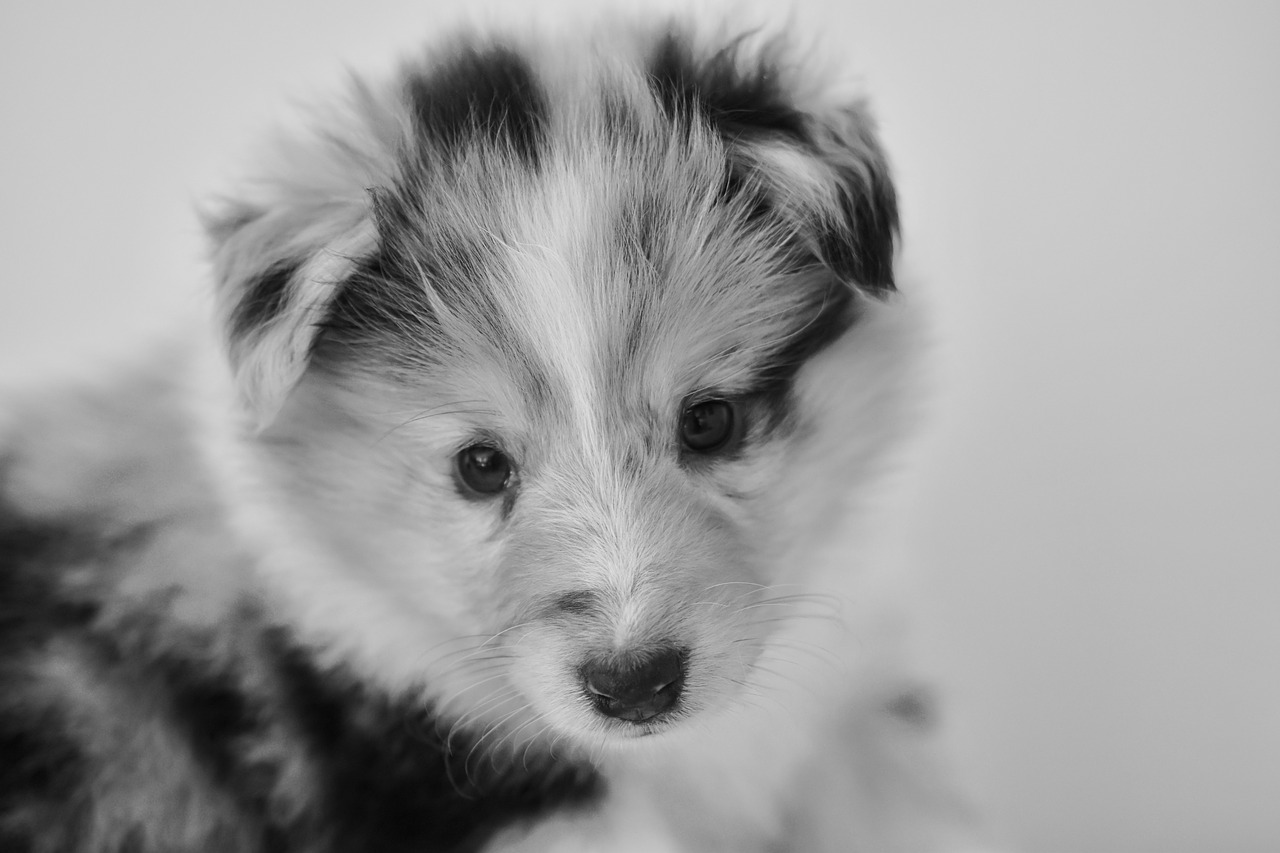 puppy  bitch shetland sheepdog  black and white portrait free photo