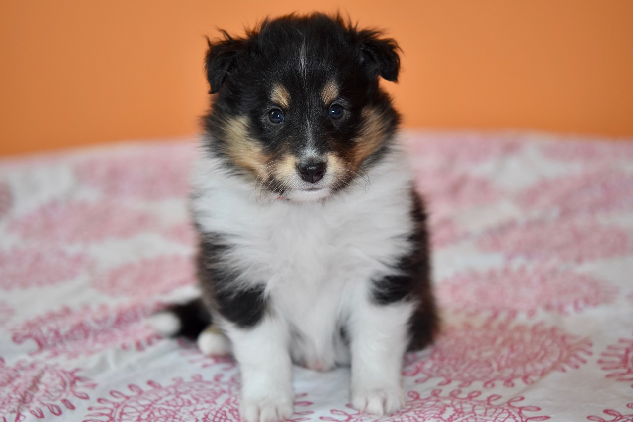 puppy  puppy shetland sheepdog  animal free photo