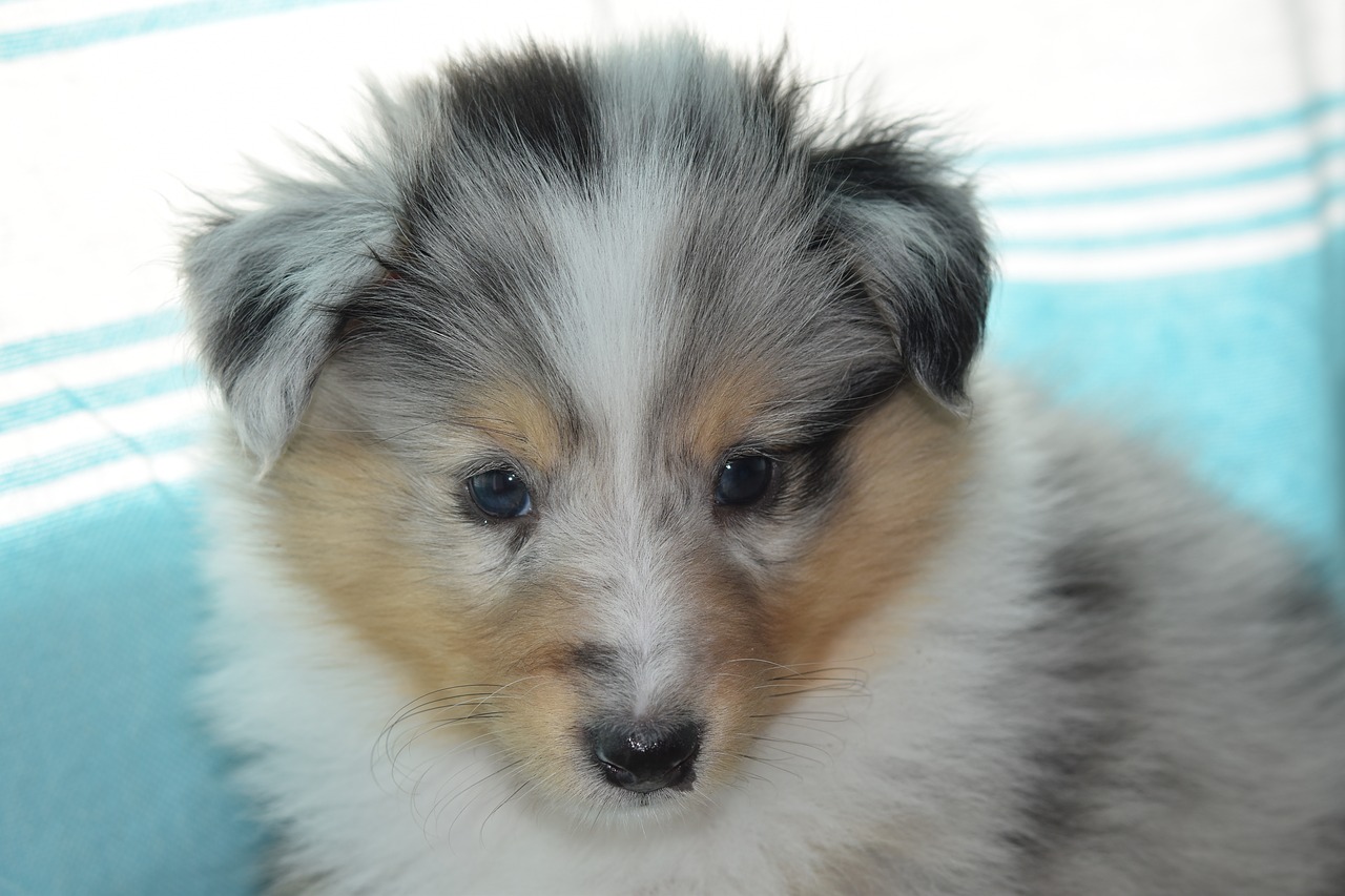 puppy  puppy shetland sheepdog  pup free photo