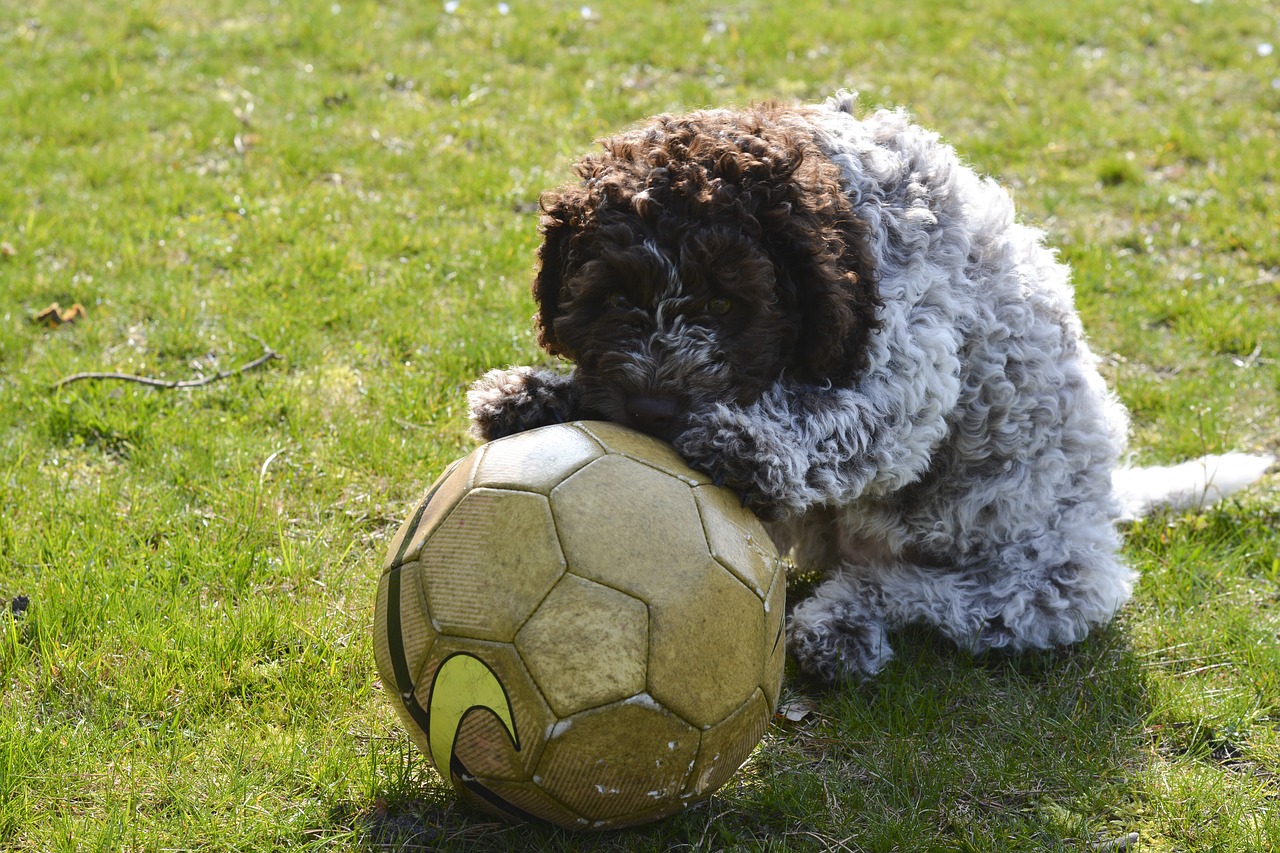 puppy  truffle dog  pets free photo