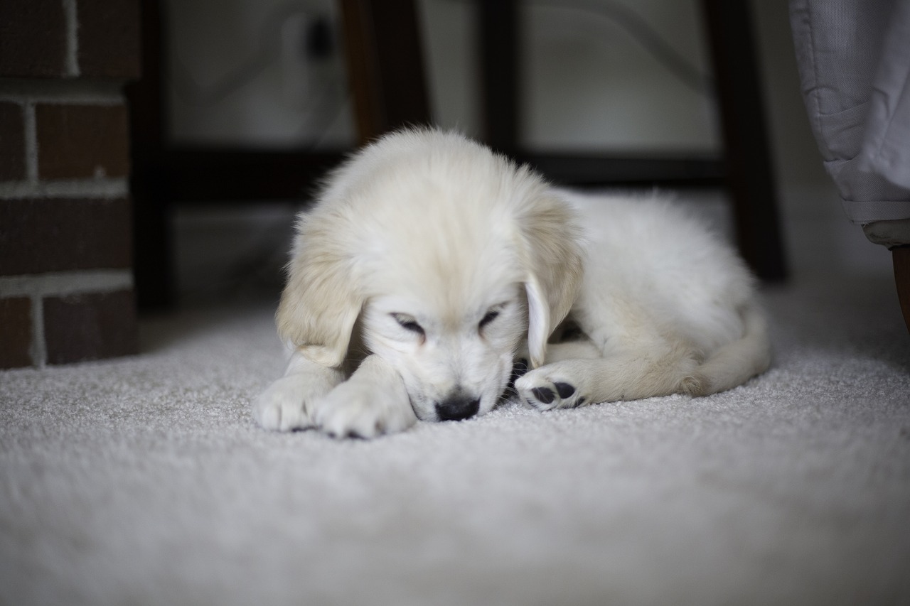 puppy  golden retriever  cute free photo
