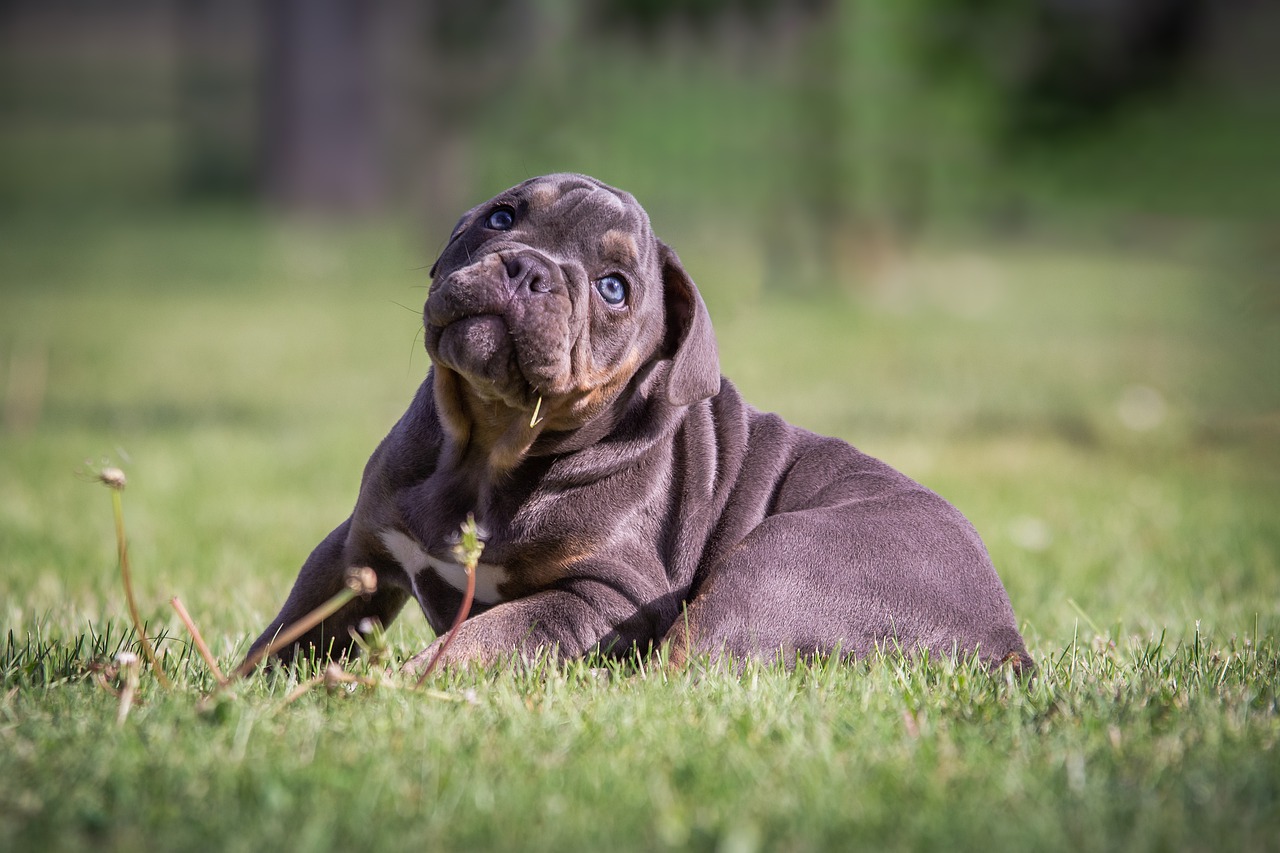 puppy  bulldog  dog free photo