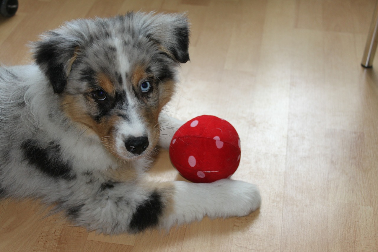 puppy dog ball free photo