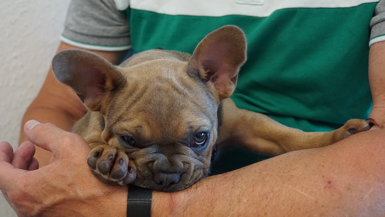 puppy  french bulldog  on the arm free photo