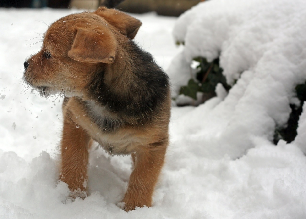 puppy terrier snow free photo