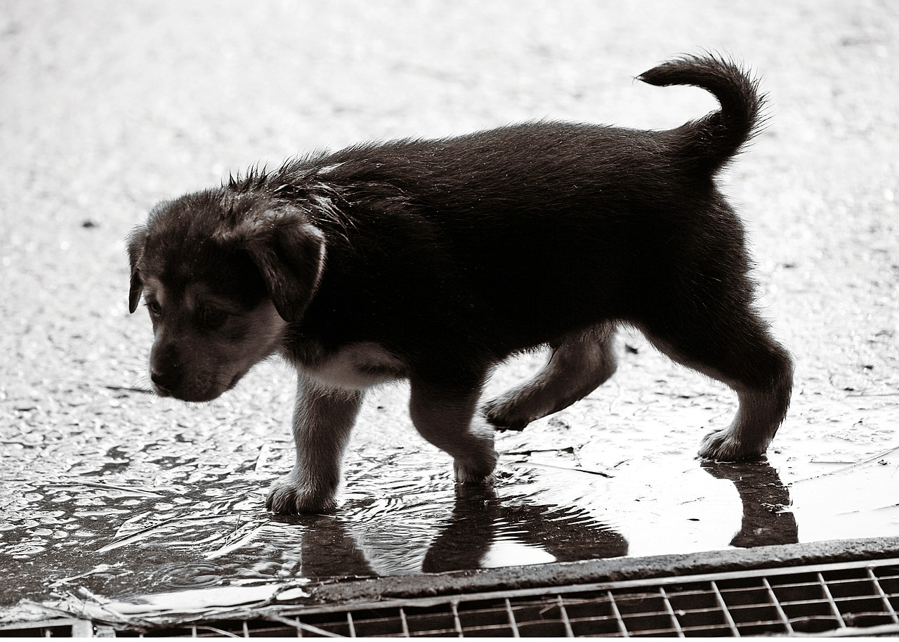 puppy wet rain free photo