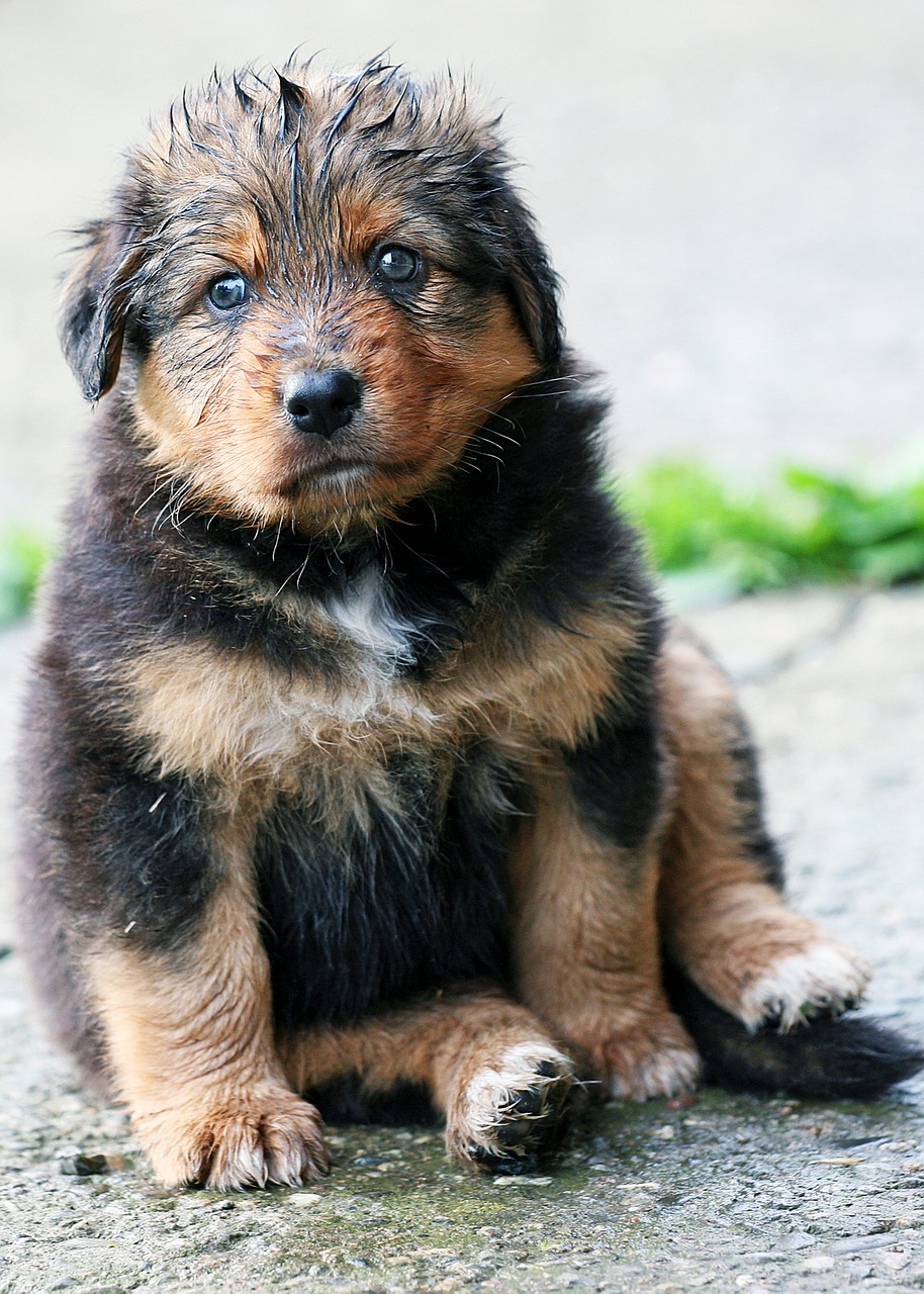 puppy sweet cute free photo