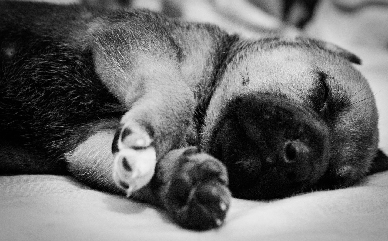 puppy sleeping free pictures free photo