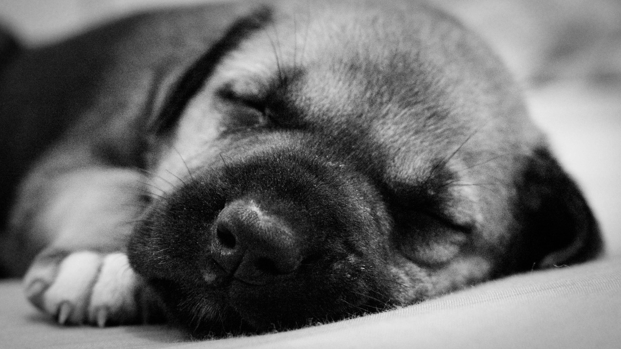 puppy sleeping free pictures free photo