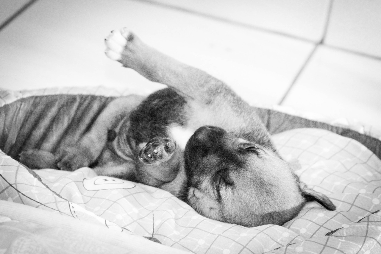 puppy sleeping free pictures free photo