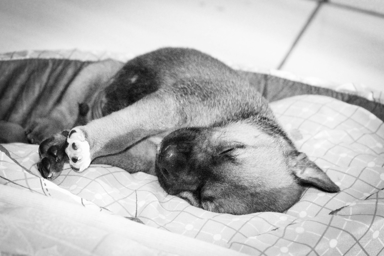 puppy sleeping free pictures free photo