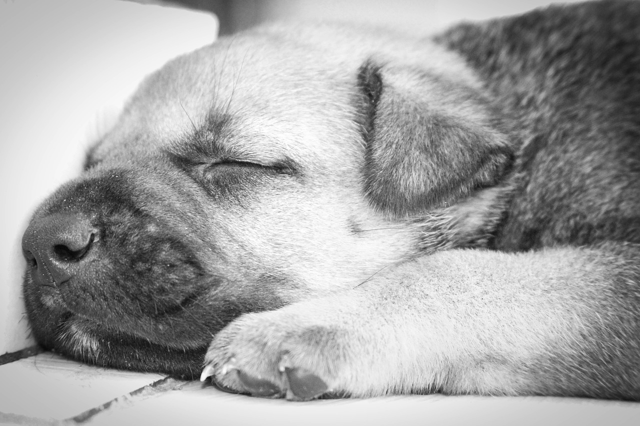 puppy sleeping free pictures free photo