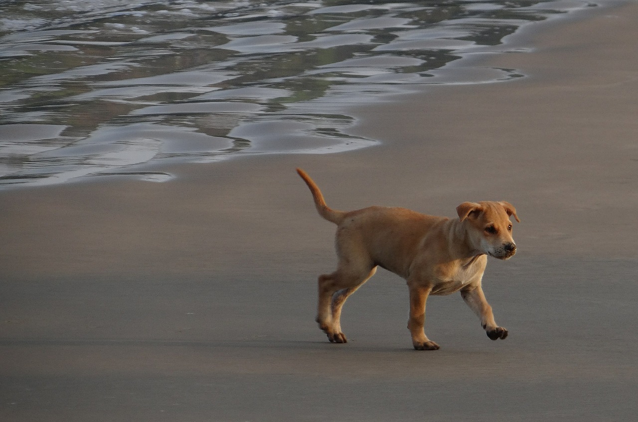 puppy beach sand free photo