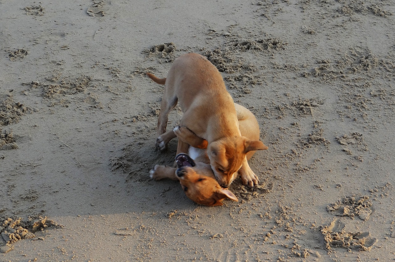 puppy beach sand free photo