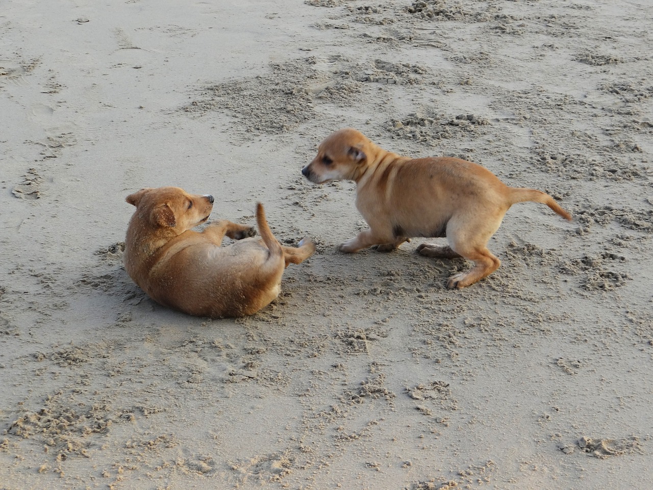 puppy beach sand free photo