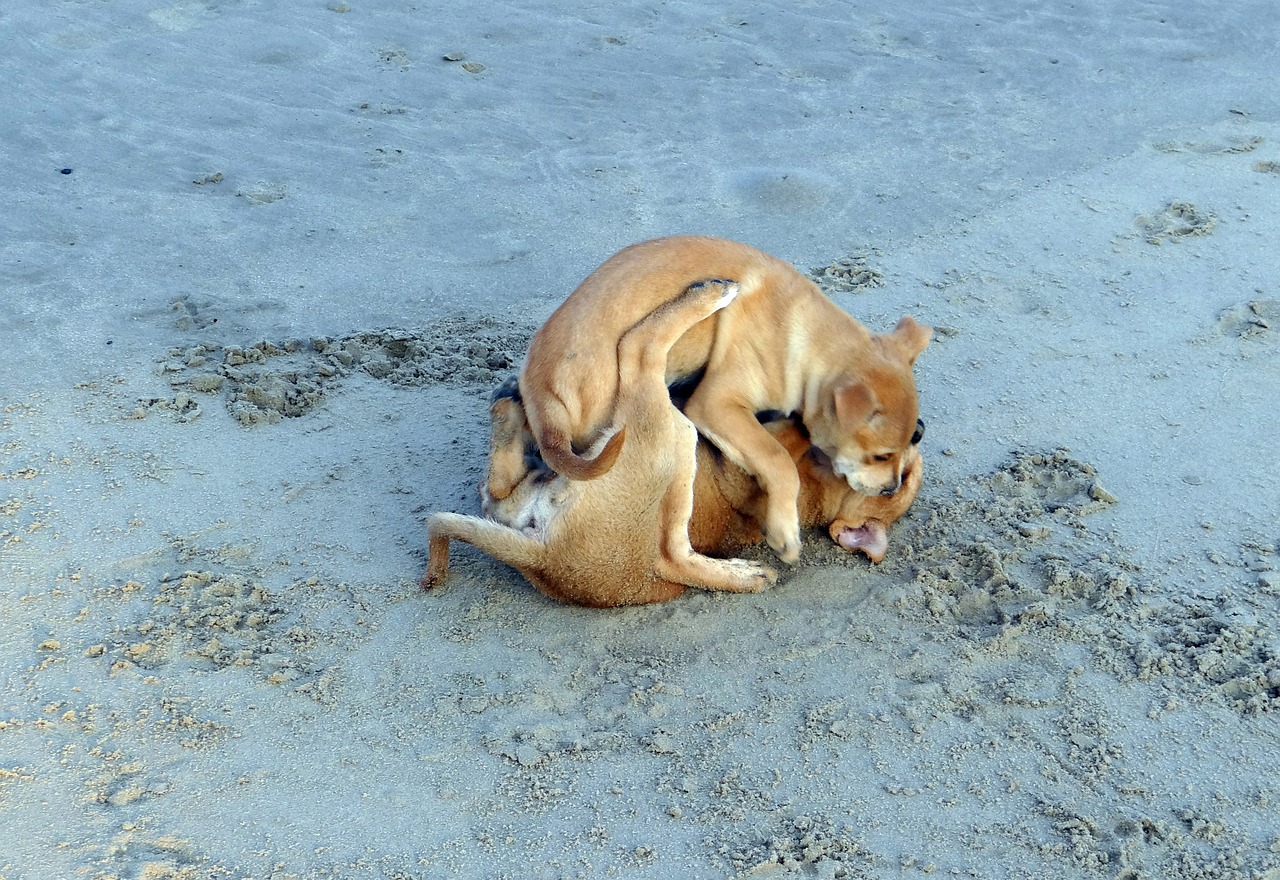 puppy beach sand free photo