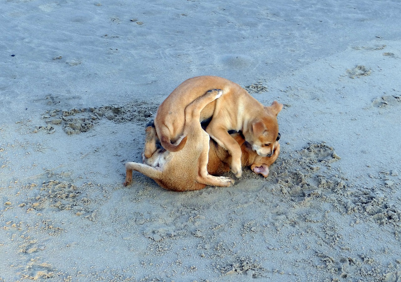 puppy beach sand free photo