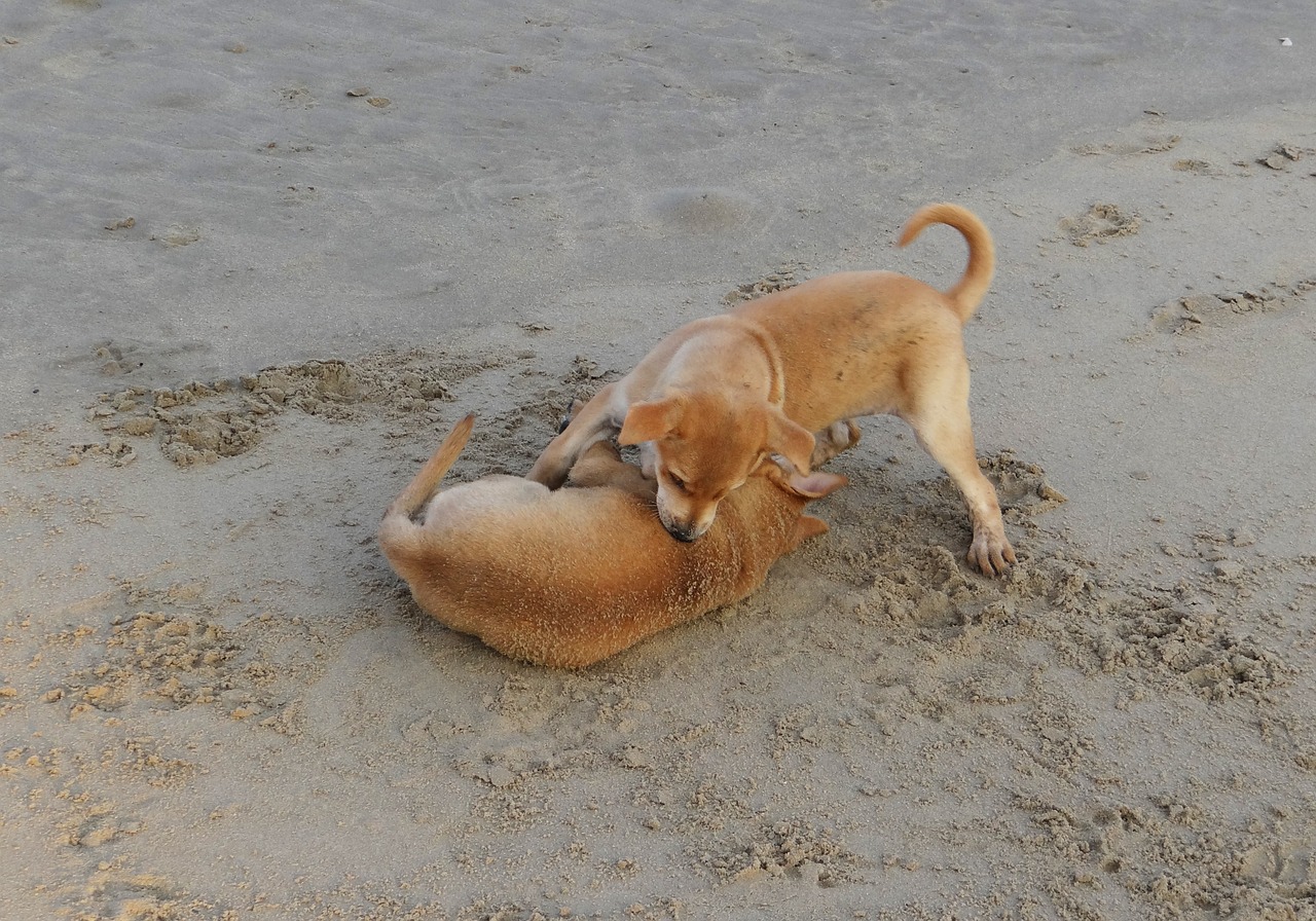 puppy beach sand free photo