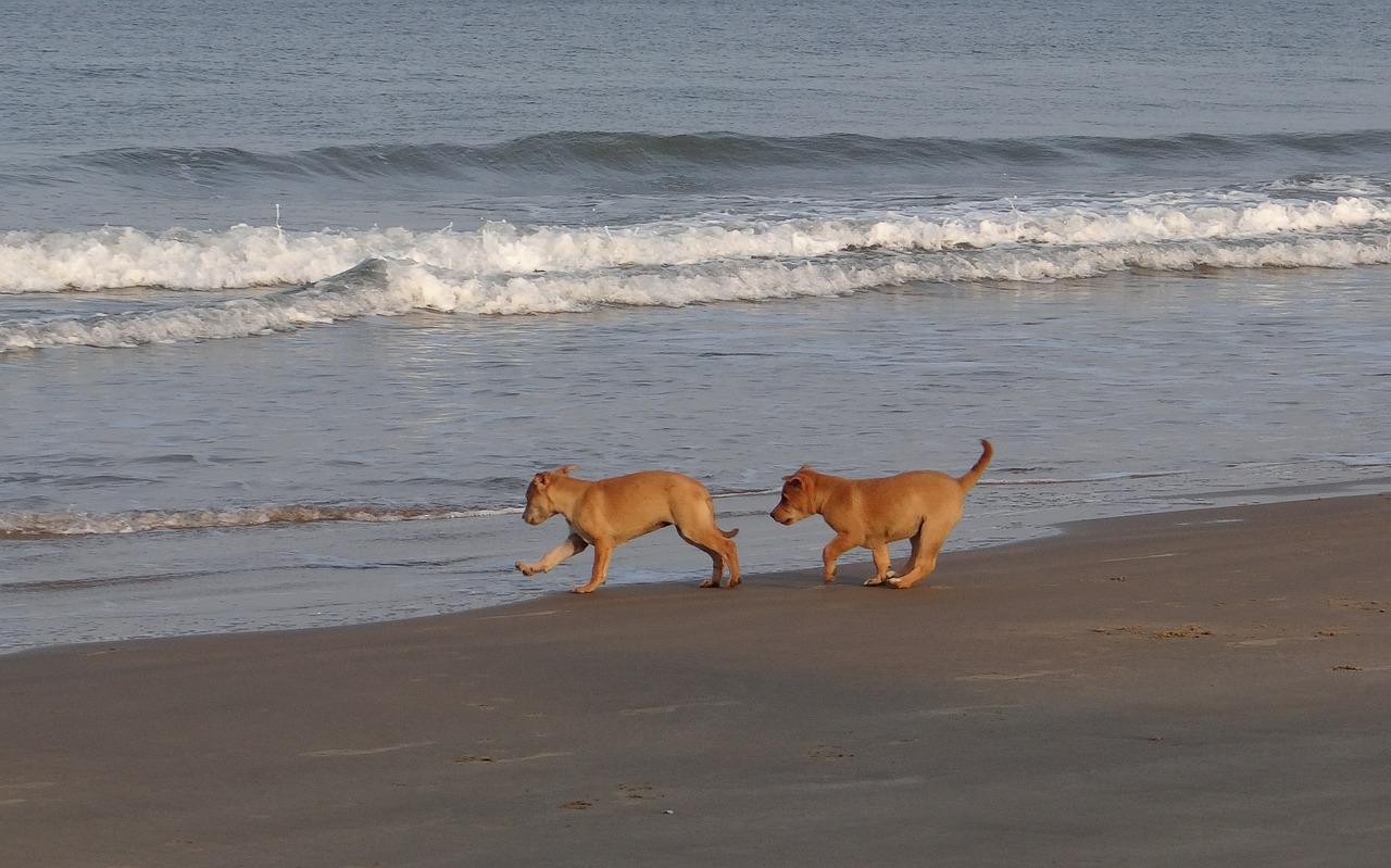 puppy beach sand free photo