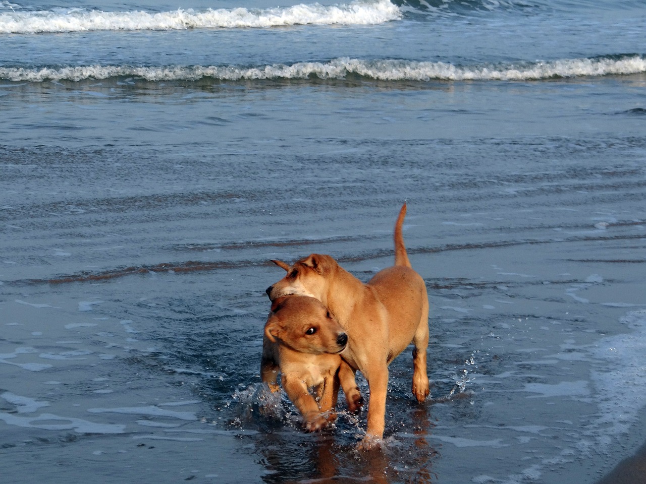 puppy beach water free photo